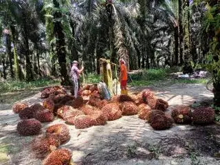 Lebaran Usai, Harga TBS Sawit Makin Anjlok
