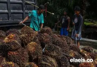 Harga Sawit Swadaya di Sumut Hanya Sampai Rp1.930/Kg