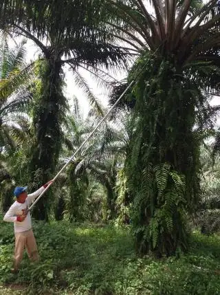 Pak Balando: Kalau Bukan karena Sawit, Entahlah...