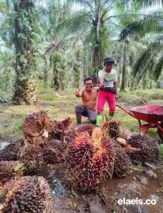 Harga Sawit di Sumsel Anjlok Rp159,61/Kg,  Pekan Lalu masih Segini