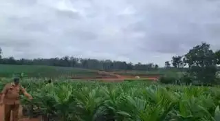 Pekebun Diminta Pahami Persyaratan untuk Percepat Realisasi PSR