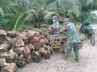 Harga TBS di Jambi Turun, ini Daftar untuk Sepekan ke Depan