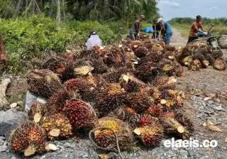 Kembali, Harga Kelapa Sawit di Sumut Turun, Kini Dibeli Rp2.253,60/Kg