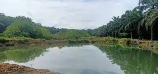Warga Rokan Hulu Keluhkan Kuari di Kebun Sawit