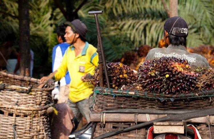 Harga TBS Sawit di Jambi Anjlok, Berikut Daftar Terbaru