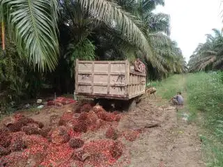 Produksi Turun Karena Faktor Alam, Pekerja PT SAM II Keberatan Menanggung Dampaknya