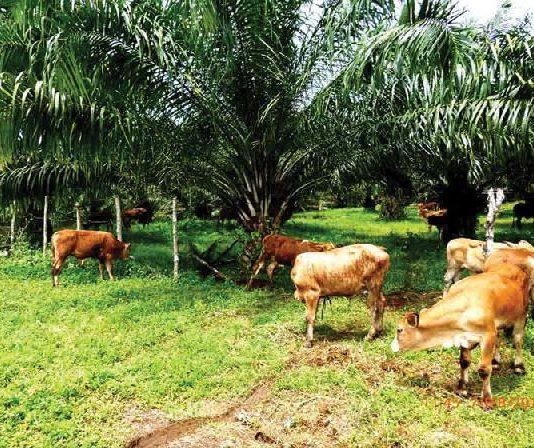 Gapensiska Berharap Riau Jadi Role Model Sistem Integrasi Sapi dan Kelapa Sawit