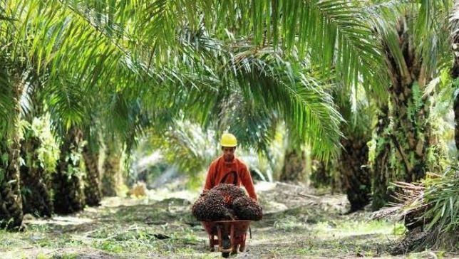 Petani Mengaku Kesulitan Menjual Kebun Sawitnya, Ini Pandangan Pengamat