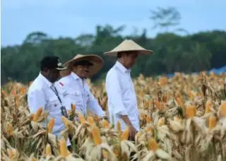 Jokowi Puas dengan Hasil Panen Jagung di Food Estate Keerom