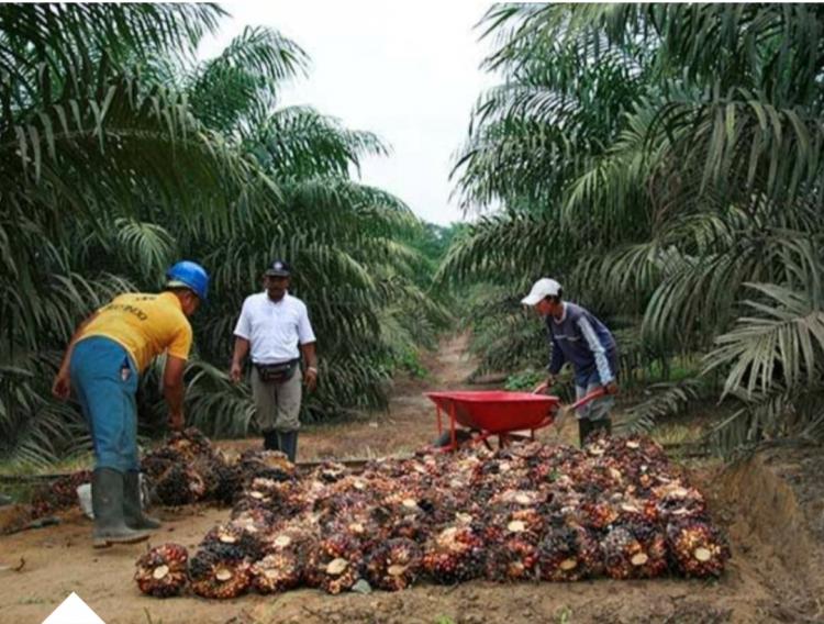 Petani Sawit Diminta Aktif Laporkan Kendala Produksi