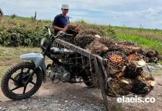 Riau Paling Tinggi, Ini Daftar Harga TBS Penetapan Disbun di 22 Provinsi Sawit