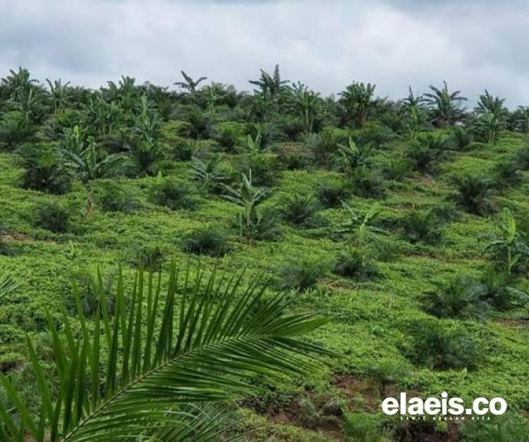 Apkasindo Sumbar Desak BPDPKS Realisasikan Pembangunan PKS Petani di Dharmasraya