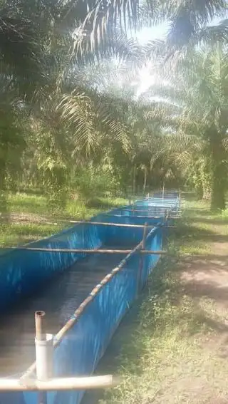 Perikanan Budidaya, Peluang Diversifikasi Usaha Bagi Petani Sawit