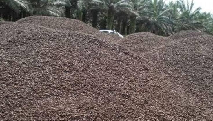Terus Meningkat, Permintaan Cangkang Sawit Bengkulu dari Jepang dan Thailand