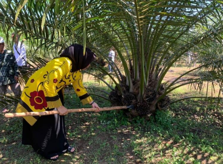 Untungnya Lumayan, Banyak Warga Bengkulu Tengah Jadi Pengepul Sawit