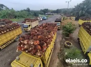 Harga TBS Plasma di Riau Minggu Ini Ditetapkan Naik 1,63 Persen