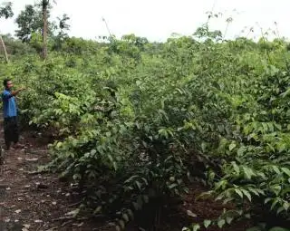 Kuli Kasar di Ladang Gambir Bergaji Ratusan Ribu Rupiah per Hari, Petani: Sawit? Sudah Lupa Kami