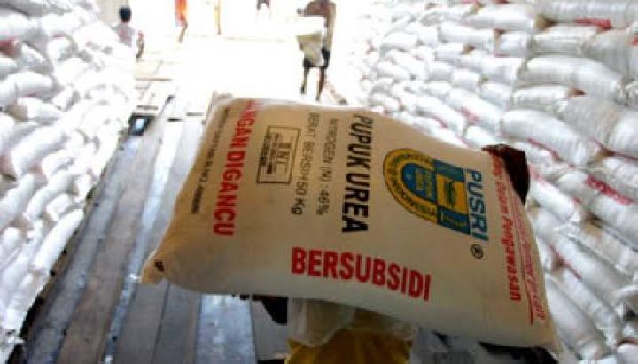 Produksi TBS dan Minat Petani Sawit Ikut PSR Terdampak Harga Pupuk