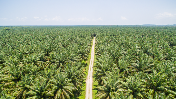 Perkembangan Mutakhir Industri Sawit Indonesia: Minyak Sawit Meminimumkan Trade-off Food-Fuel