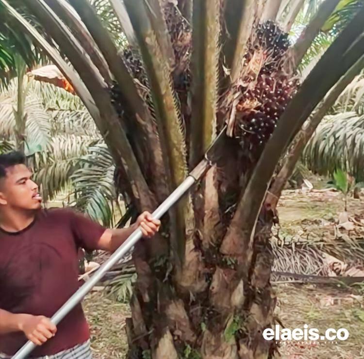 Skema Penetapan Harga Dinilai Belum Merata, Petani Sawit di Bengkulu Minta Kepastian