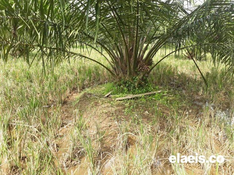 APKS Bantu Petani Dapatkan Bibit Sawit Berkualitas