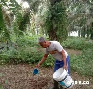 Petani Sawit Minta Bantuan Pupuk Organik, Begini Respon Pemkab Bengkulu Tengah dan Pengamat