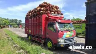 Riau Belum Dapat Bocoran Jatah DBH Sawit dari Pusat