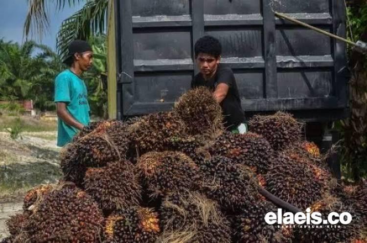 Turun Tipis, Harga Kelapa Sawit di Kalbar Bertengger di Angka Rp2.257,51/Kg