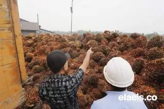 Petani Sawit di Bengkulu Lega, Harga TBS Meningkat Bantu Bayar Angsuran Bank