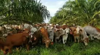 Dukung Siska Kalbar, Unair Latih Olah Pakan dan Tangani Gangguan Reproduksi