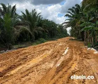 Pernah Dikunjungi Jokowi, Kondisi Jalan yang Parah di Daerah Ini Memukul Nilai Jual Sawit