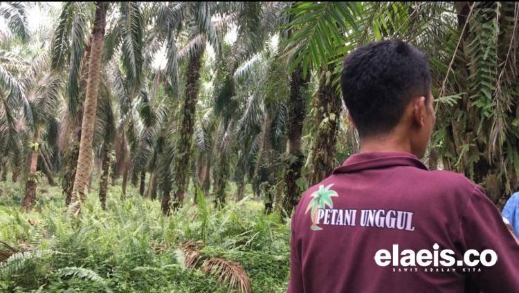 Produksi Sawit Tua 2,7 Ton Sekali Panen. Ini Hasilnya...