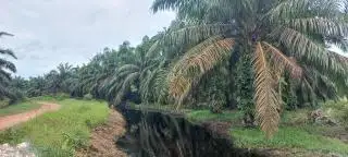 Anak Petani Lulusan Beasiswa BPDPKS Diharapkan Bisa Kembangkan Industri Sawit di Kampung Halaman