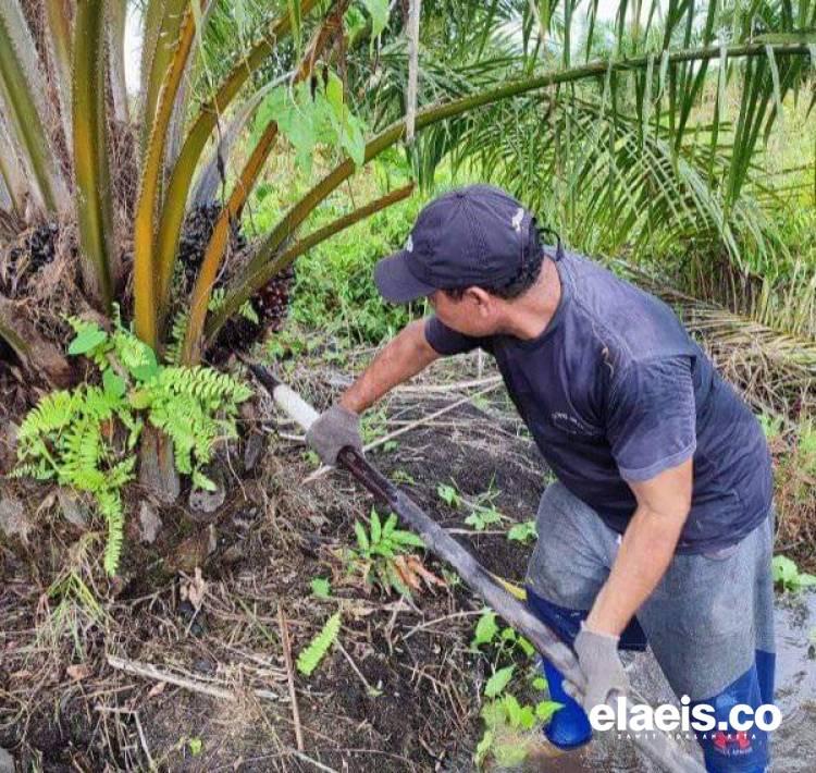 Pabrik Sawit yang Tak Punya Kebun Mesti Dukung Petani