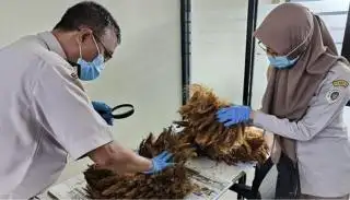 Sebelum Diaplikasikan Sebagai Pupuk, Jangkos Sebaiknya Diolah Menjadi Abu