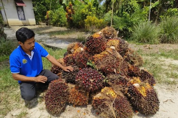 Ditjenbun Berkolaborasi dengan Jerman untuk Peningkatan Kapasitas Pekebun Sawit dan Karet di Kalbar