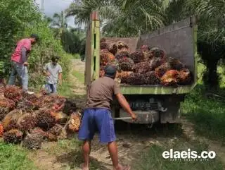 Harga Kelapa Sawit di Kaltim Naik Menjadi Rp2.221,48/Kg, Apkasindo Berharap Begini