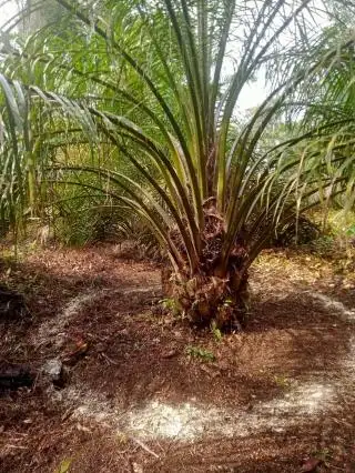 Meski Sedang Trek, Petani Sawit Harus Terus Rawat Kebun