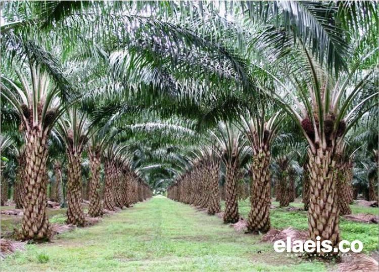 Perkembangan Mutakhir Industri Sawit Indonesia: Perkebunan Sawit Bukan Kegiatan Ekonomi Ekslusif