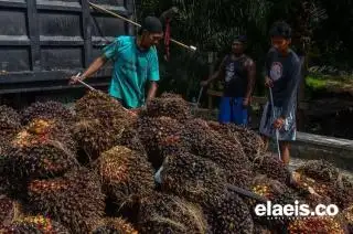 Segera Cair, Segini DBH Sawit yang Diterima Kabupaten-Kota di Riau