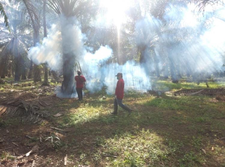Hama Ulat Api Makin Ganas, Sudah 241 Hektar Kebun Sawit Diserang