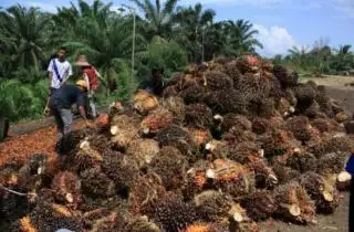 Kaltim Dapat Alokasi DBH Sawit Rp 205,5 Milyar, Segini Jatah untuk Kabupaten/Kota
