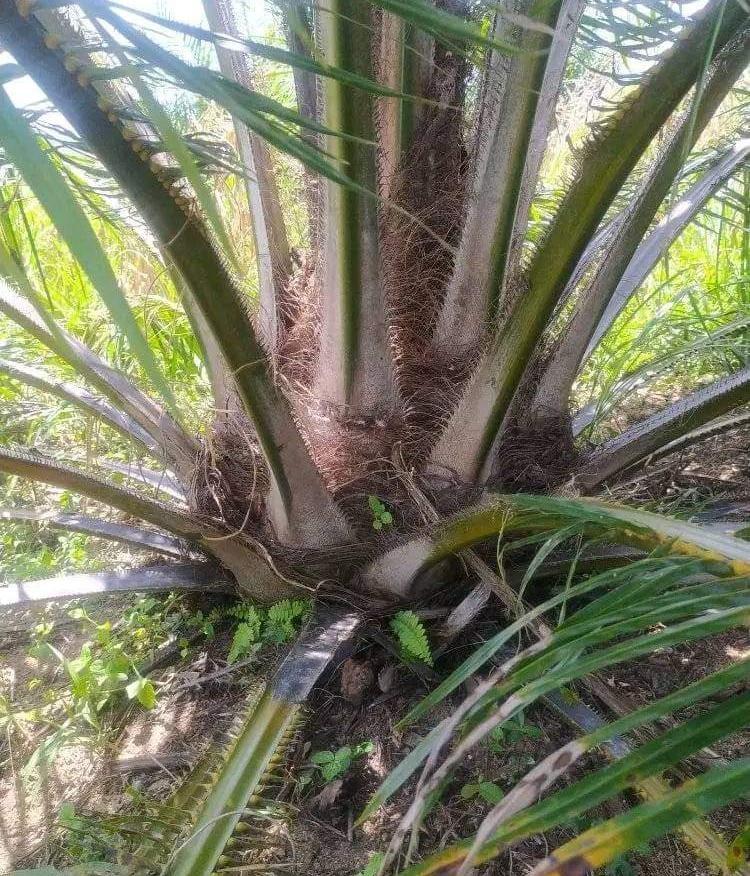 Petani Sawit Bengkulu Diminta Lakukan ini untuk Atasi Penurunan Produksi