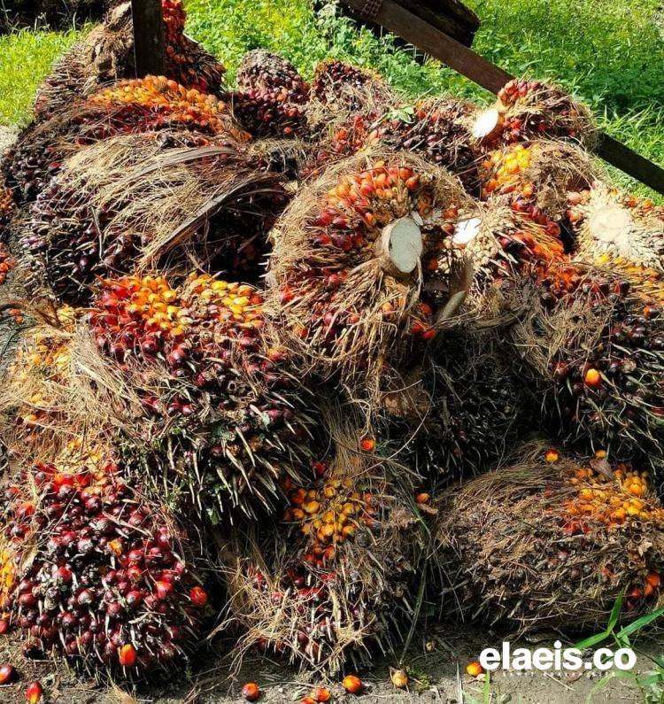 Cenderung Stabil, tapi Harga Rata-rata Sawit Swadaya di Sumut Berselisih Jauh dengan Plasma