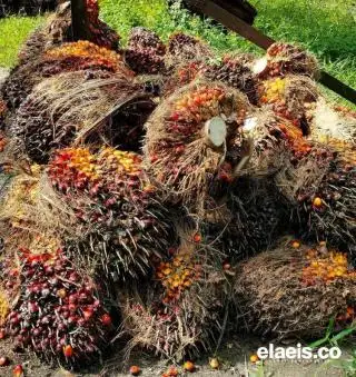 Cenderung Stabil, tapi Harga Rata-rata Sawit Swadaya di Sumut Berselisih Jauh dengan Plasma