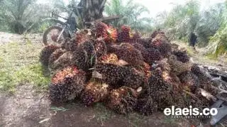 Alhamdulillah, Harga Sawit Plasma di Riau Naik Pekan Ini