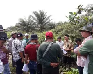 Kebun Sawitnya Terbakar, Perusahaan ini Dihukum Bayar Ganti Rugi Lebih Rp 114 Miliar