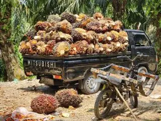 Harga TBS Sawit di Bengkulu Utara Stabil di Level Rp 2.000/Kg