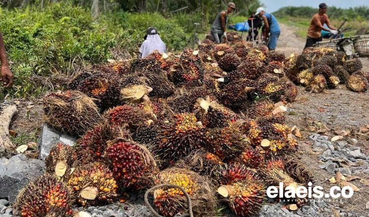 Merangkak Naik, Sawit di Kalbar Dihargai Rp2.255,82/Kg