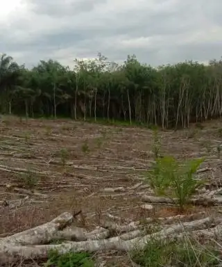 Harga Getah Tak Memuaskan, Banyak Petani Karet Beralih ke Sawit